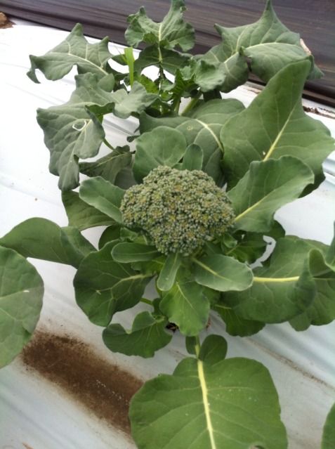  photo 00F83560-C285-477D-846A-0AB4B1DD420F-27675-0000031F85E350D5_zps1fb8769d.jpg